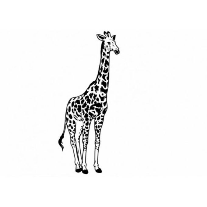 Жираф (Giraffe)