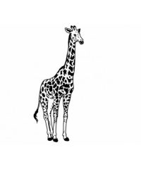 Жираф (Giraffe)